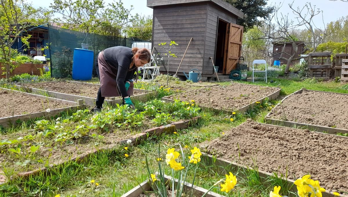 🔵RETHEL🔵

DES PARCELLES DE JARDINS FAMILIAUX À DISPOSITION

Consultez l'article sur notre site: ardennesactus.fr/article/des-pa…

📸 Radio France