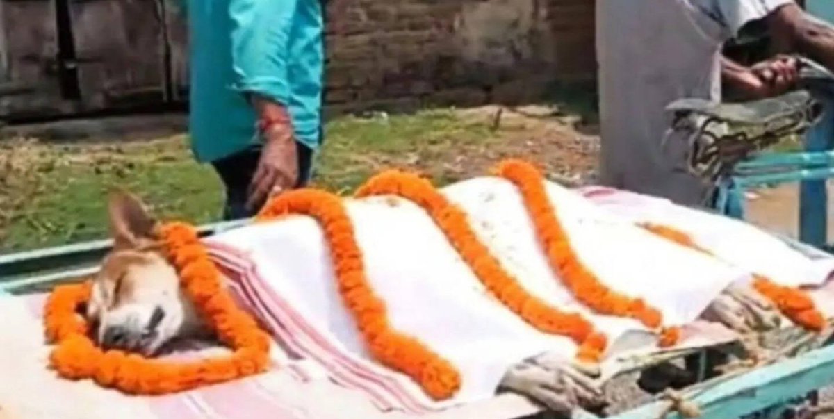 NewsArenaIndia's tweet photo. Mayurbhanj, Odisha -

Dog Kali fights venomous snakes and died. 

Entire village mourned his death as he saved 30 children at kindergarten. https://t.co/MlvJx0l3R8