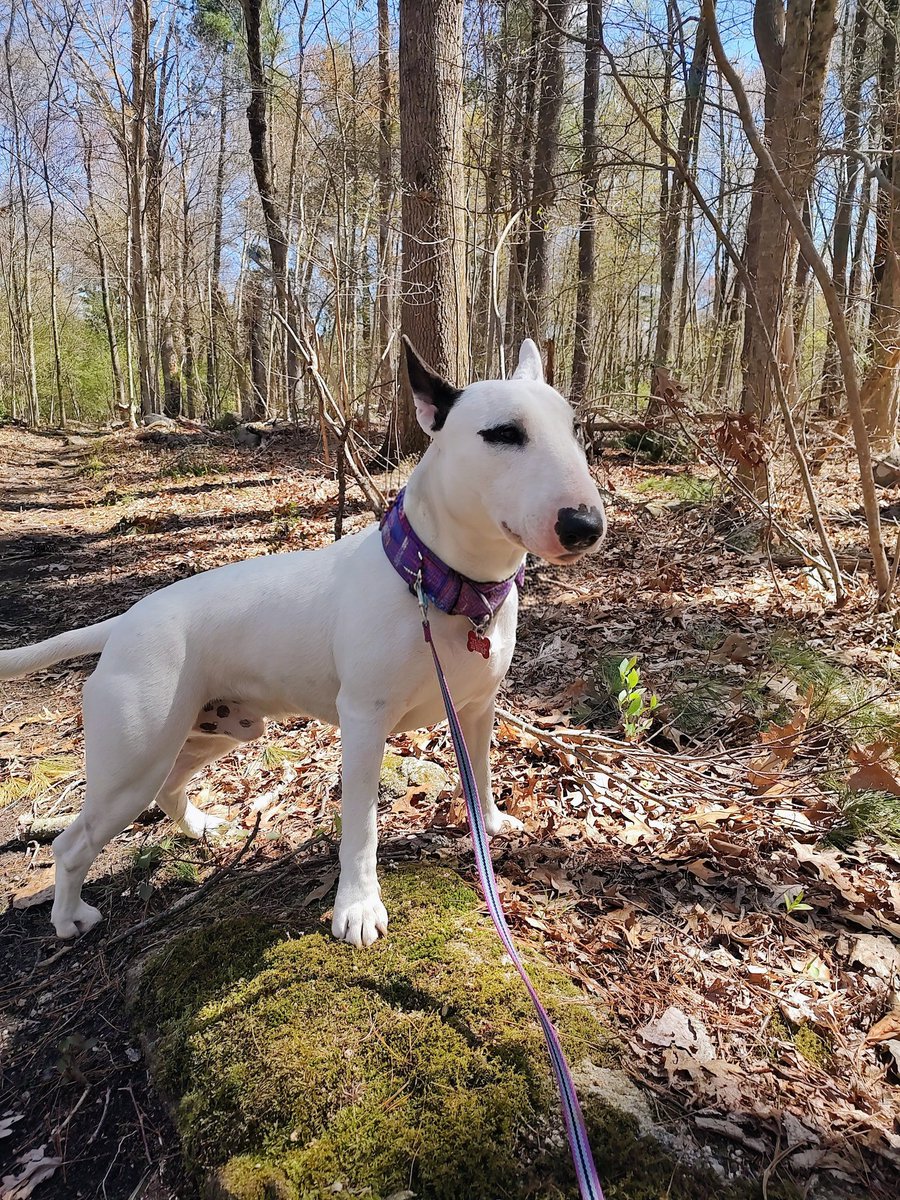 rexthetvterrier's tweet image. It's a beautiful sunshiney day.  Quite windy, though. The trees make some creepy sounds when it's windy, but I was brave.

#Spike #Thursday #Dogs