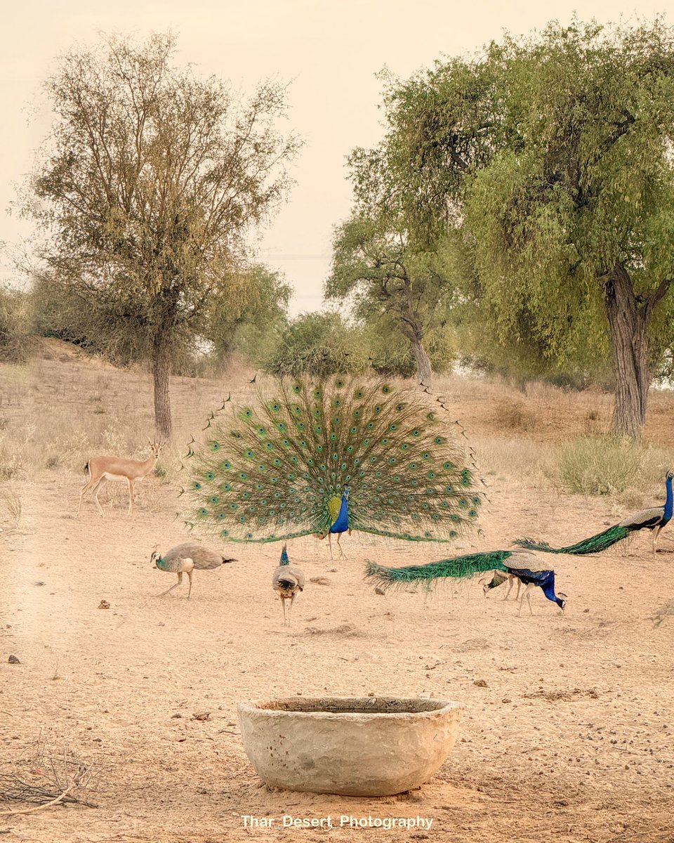 thardesertphoto's tweet photo. खेतों की सुंदरता 😍 https://t.co/OVMUbokMWi