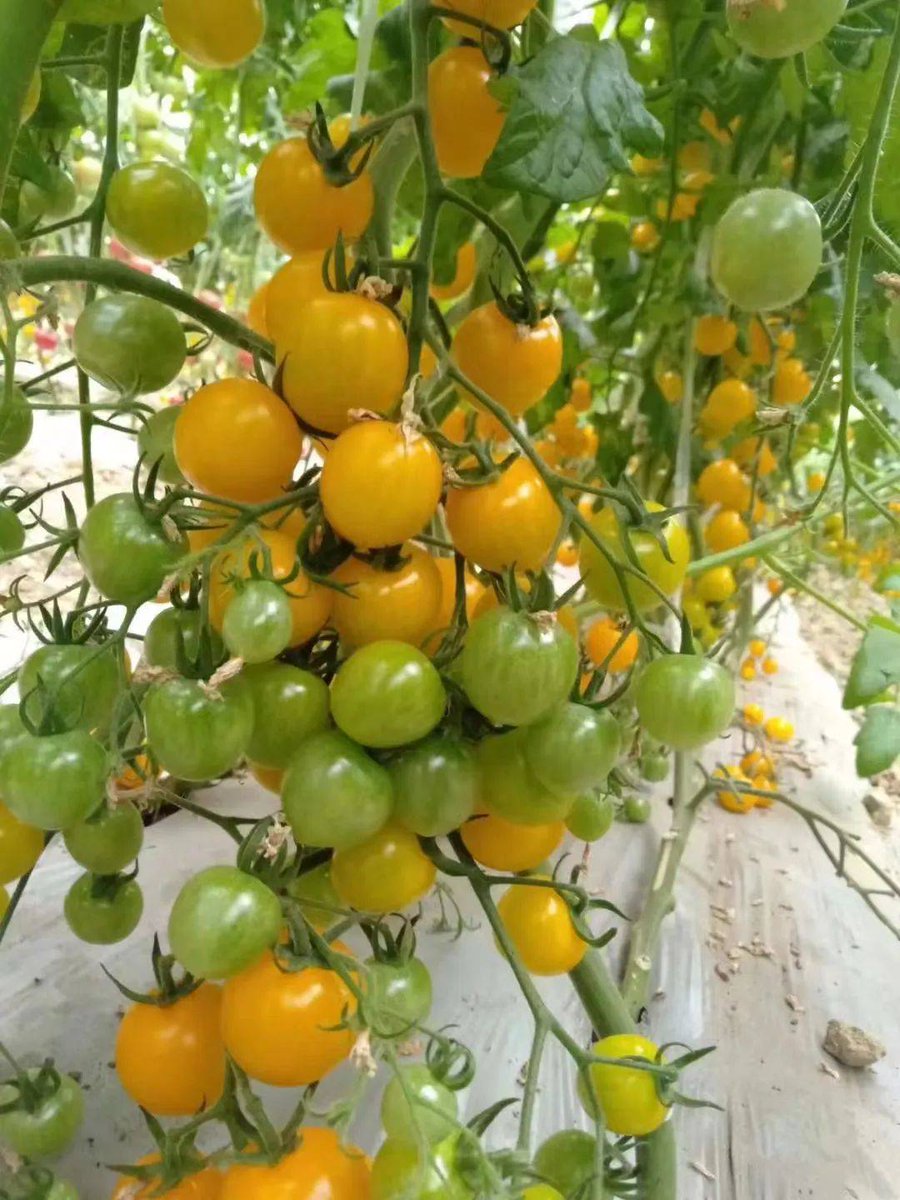 CUCU MIHAELA ROXANA tweet media