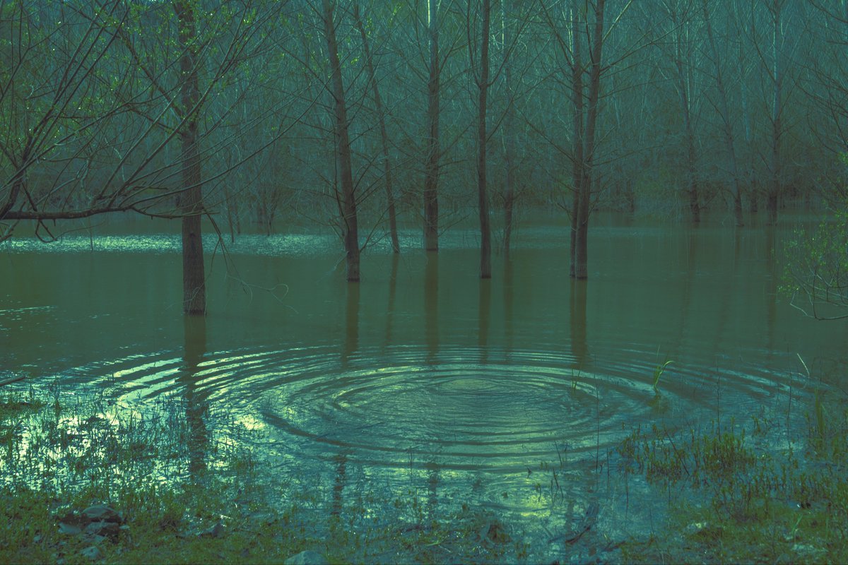 Nasim Ghanizadeh tweet media