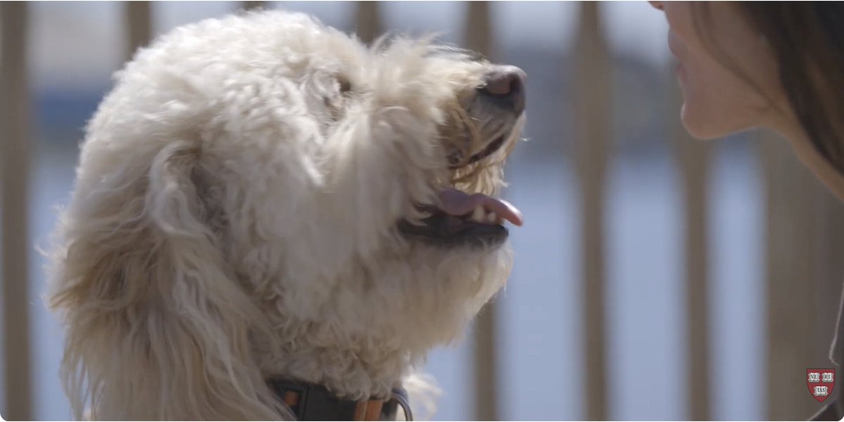 BethFratesMD's tweet image. Harvard report: Dogs reduce stress 

Please take a listen to this video on the benefits of dogs at Harvard College. 

I was honored to be interviewed for this video.

@Harvard @harvardmed 

#dogs #health #mentalhealth #college #MedEd 
youtu.be/Vz5u547Kpi4?si… via @YouTube