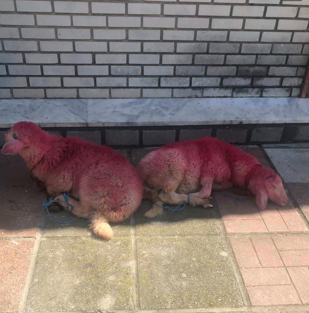 Celia Sanchez🇵🇸 ✊🏾(🚔🐷⚰️)² tweet media