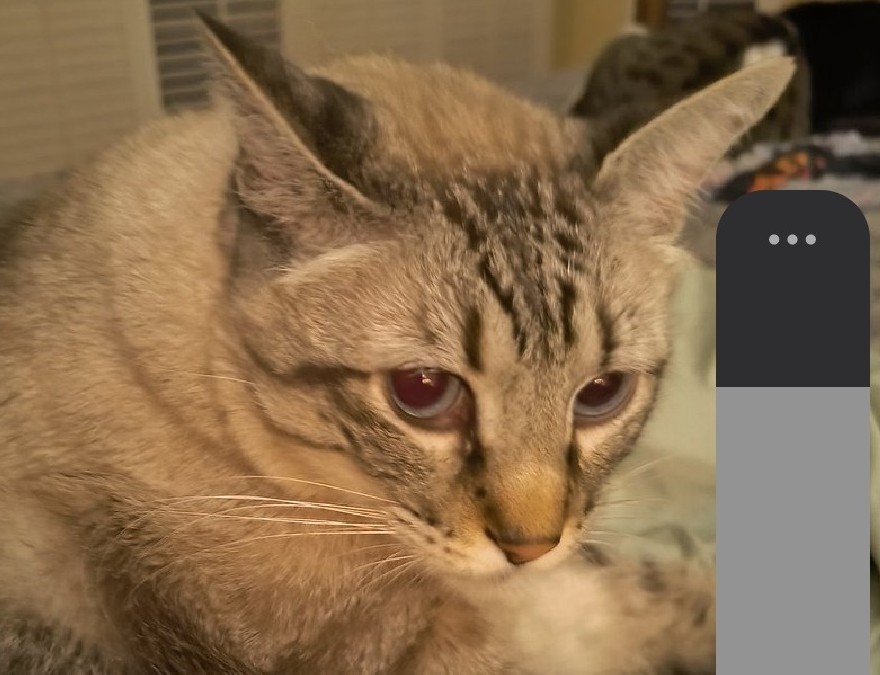 Gestr Oliver tweet media