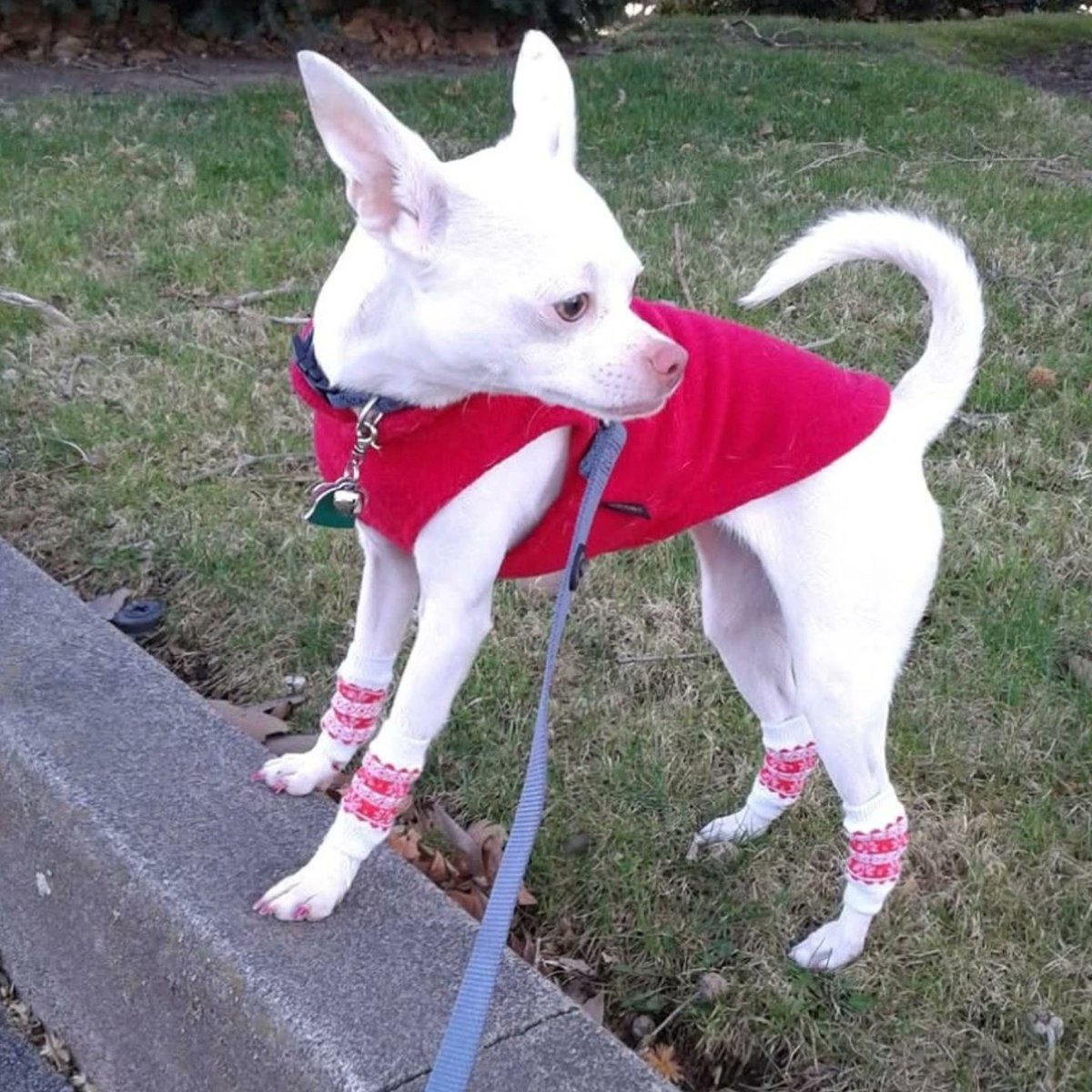 Gestr Oliver tweet media