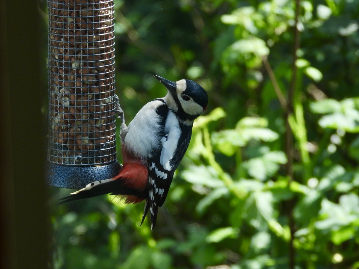 PatHogarth's tweet image. Conditions did improve @tophilllow today some of my other sightings: Roe Buck striking a pose, Sedge Warbler mid song, GSW on the feeders, Avocets feeding non stop @BNAscience @Britnatureguide @Natures_Voice @Mammal_Society @RoeDeerDiary @YorkshireWater #TwitterNatureCommunity