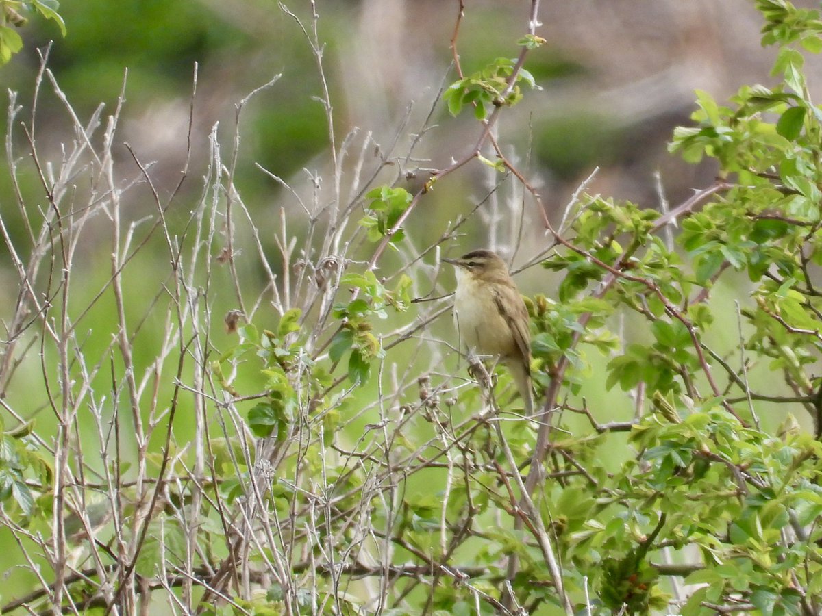 PatHogarth's tweet image. Conditions did improve @tophilllow today some of my other sightings: Roe Buck striking a pose, Sedge Warbler mid song, GSW on the feeders, Avocets feeding non stop @BNAscience @Britnatureguide @Natures_Voice @Mammal_Society @RoeDeerDiary @YorkshireWater #TwitterNatureCommunity