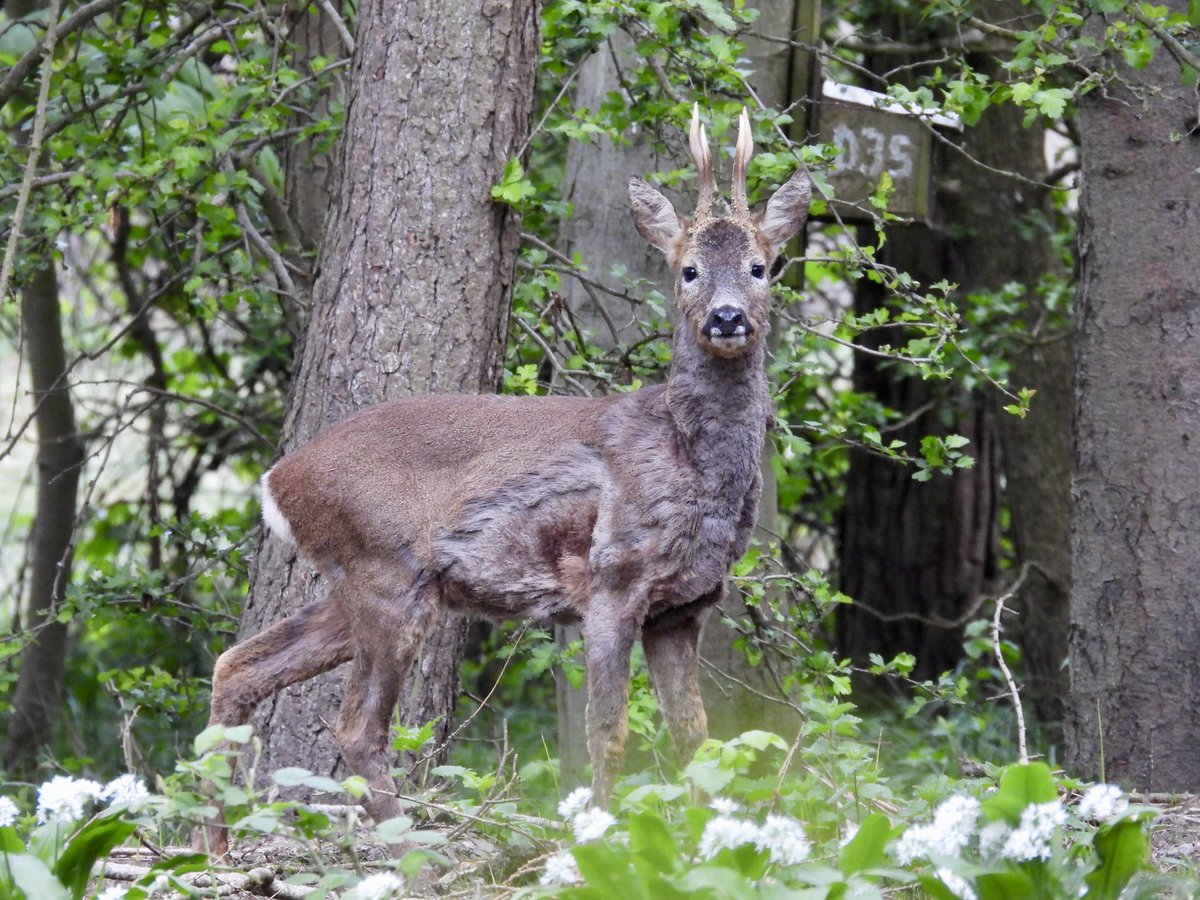 PatHogarth's tweet image. Conditions did improve @tophilllow today some of my other sightings: Roe Buck striking a pose, Sedge Warbler mid song, GSW on the feeders, Avocets feeding non stop @BNAscience @Britnatureguide @Natures_Voice @Mammal_Society @RoeDeerDiary @YorkshireWater #TwitterNatureCommunity