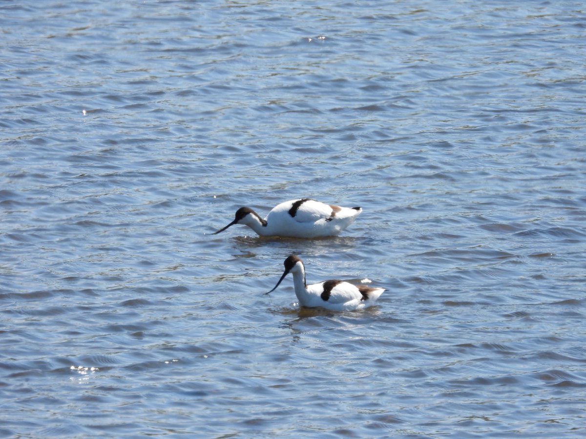 PatHogarth's tweet image. Conditions did improve @tophilllow today some of my other sightings: Roe Buck striking a pose, Sedge Warbler mid song, GSW on the feeders, Avocets feeding non stop @BNAscience @Britnatureguide @Natures_Voice @Mammal_Society @RoeDeerDiary @YorkshireWater #TwitterNatureCommunity