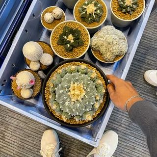 cyfranz's tweet image. Who love cactus? #cactus #plan #indonesia id.shp.ee/A7eoZNt3