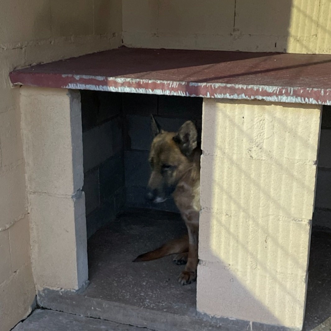 Solo #MÁLAGA
#LILY tiene 7 años. Llegó a la prote después de muchos años de dejadez y está siendo tratada de varias enfermedades que acarrea y le hacen llevar una vida normal.

Tiene miedo de las personas. Se agacha si te acercas bruscamente. Pero está aprendiendo que nadie va a