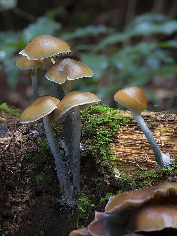 Latest in Cosmos tweet media