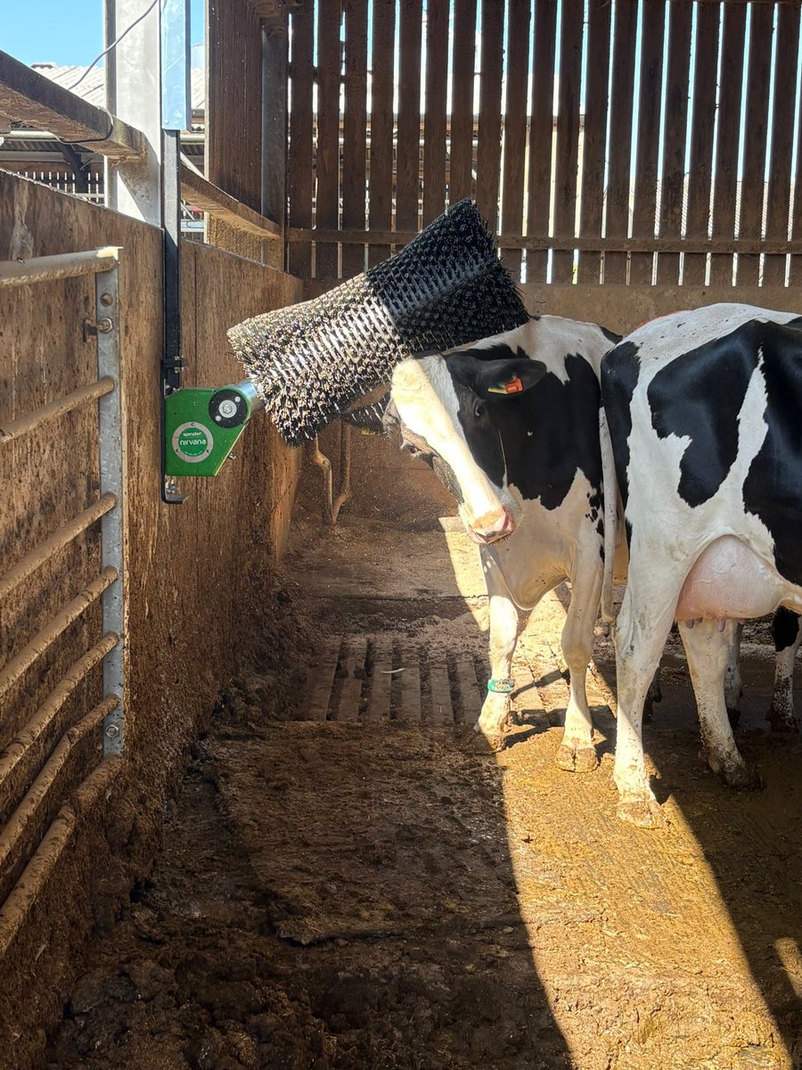 DavidRBeech's tweet photo. Another 3 x Nirvana brushes supplied and fitted for customer in Nantwich - what a treat for the lovely moo’s… https://t.co/N2sA5gH4jX