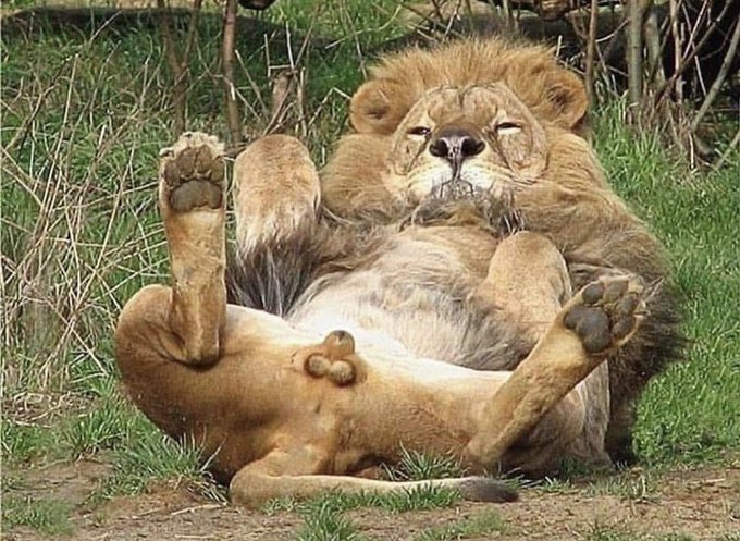 Men are designed to sun our balls

Human sperm contains opsin, which are LIGHT receptors.

Meaning our genitals, like our eyes, are also sensitive to light.

This is one of the first times in history where people's gonads are locked in the dark 24/7 behind polyester...

This may