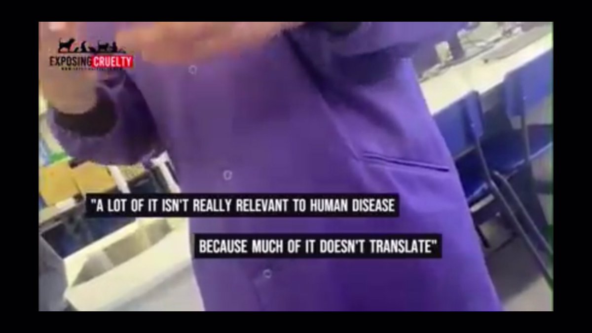 hellsbellsus's tweet image. Camp Beagle supporters are walking from Huntingdon Friday 24.4.26 to Parliament on Monday 27.4.26 for the e petition debate. Come and talk to supporters.  #thecampbeagle #UturnorWEvote #righttoprotest #stopanimaltesting