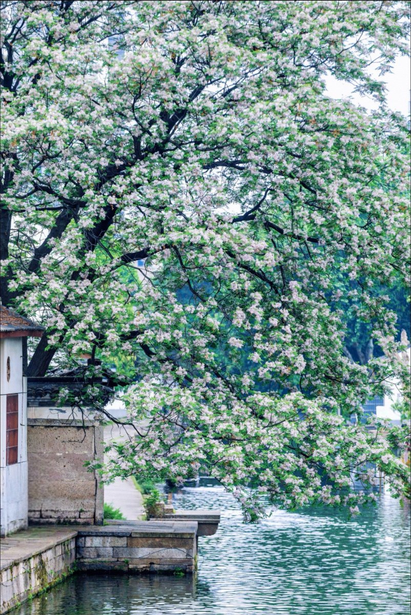 浙江绍兴︱江南有二十四番花信风，梅花为首，楝花为终。
＃大美中国 ＃浙江绍兴
