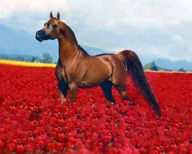 aldmyny797641's tweet photo. @RrRr9092 لا يعشق الخيل إلا من به شغفُ.. فالعشق للخيل لا نُوق ولا جمل حُمر الأصايل لا شيء يشابهها.. ما جاد بالوصف لا شعر ولا جُمل ... 

السعادة لقلبك وروحك بعد ياشموخ 🌹 https://t.co/JEXTQuZbvL