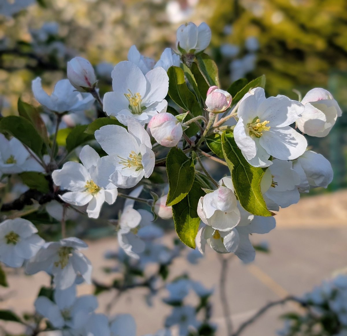 Lewes Urban Arboretum, (Friends of Lewes: Trees) tweet media