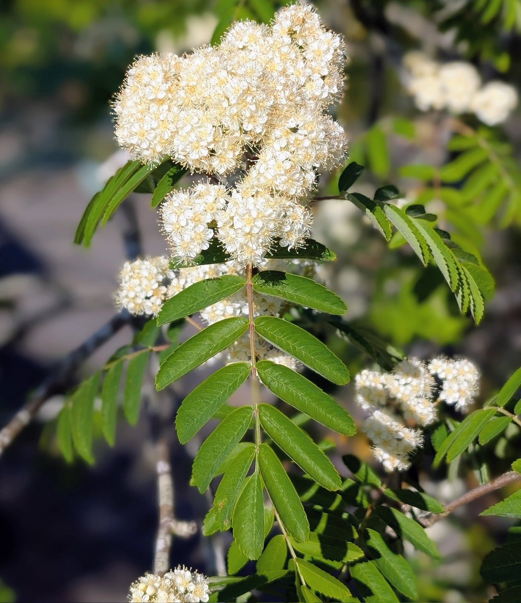 Lewes Urban Arboretum, (Friends of Lewes: Trees) tweet media