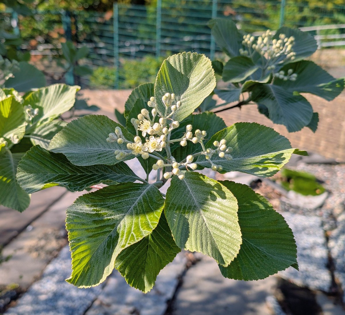 Lewes Urban Arboretum, (Friends of Lewes: Trees) tweet media