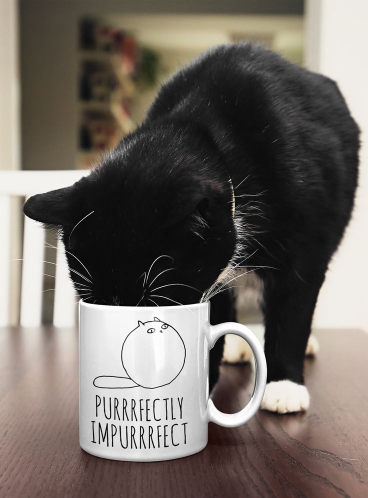 BunnieKat1962's tweet image. MeowUp!
Good Morning! 
Have a Purrrfect Day! 
Happy 
#ThirstyThursday 
#cats
#kittens