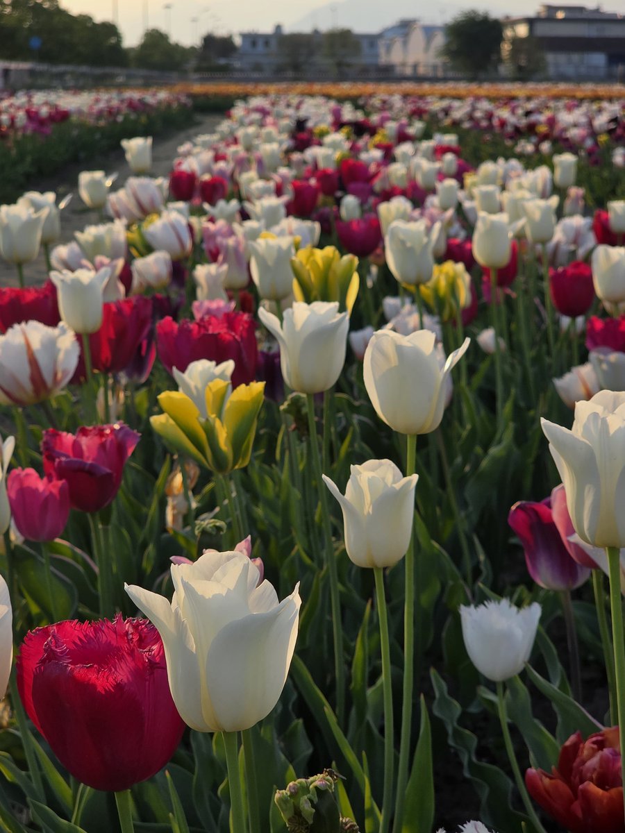 TulipaniG's tweet photo. SCONTI FINO STAGIONE!

-Giovedì 23 aprile 5 tulipani/allium inclusi nel buono d’ingresso (anziché 2!) 
-Da venerdì fino a fine stagione INGRESSO GRATUITO e libero: non serve prenotazione! 
-Anche 25 aprile e 26 aprile aperto con ingresso gratuito senza bisogno prenotare!
-Sacchetti con 20 bulbi in vendita. Presto iniziamo con la raccolta fai da te dei bulbi.
-I tulipani/allium aggiuntivi sono scontati fino a fine stagione per 1,00 euro invece di 1,50 euro!

La stagione dei tulipani sta per concludersi… ma non è finita!  
Ci sono ancora splendidi tulipani tardivi.