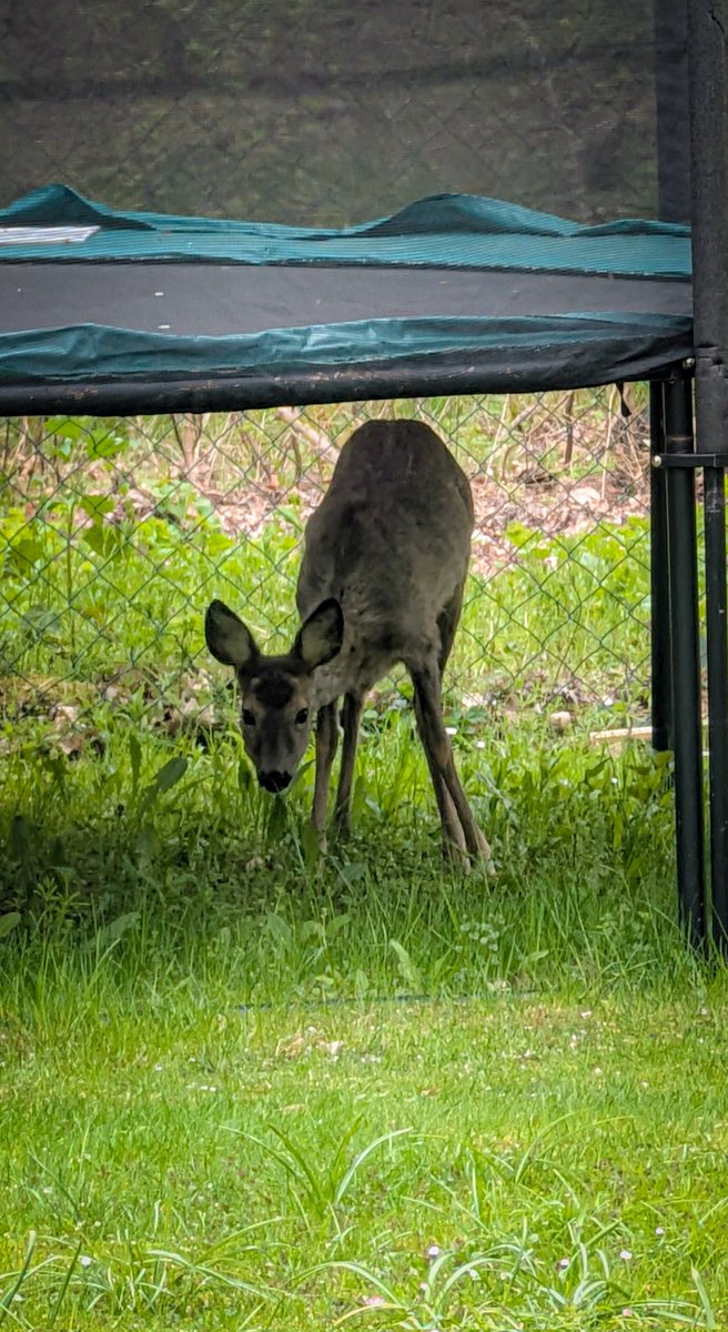 Today, the cute fawn wasn't behind the fence, it was in front of it. That's because there's such delicious grass growing under the trampoline 🥰 
#deer #photography