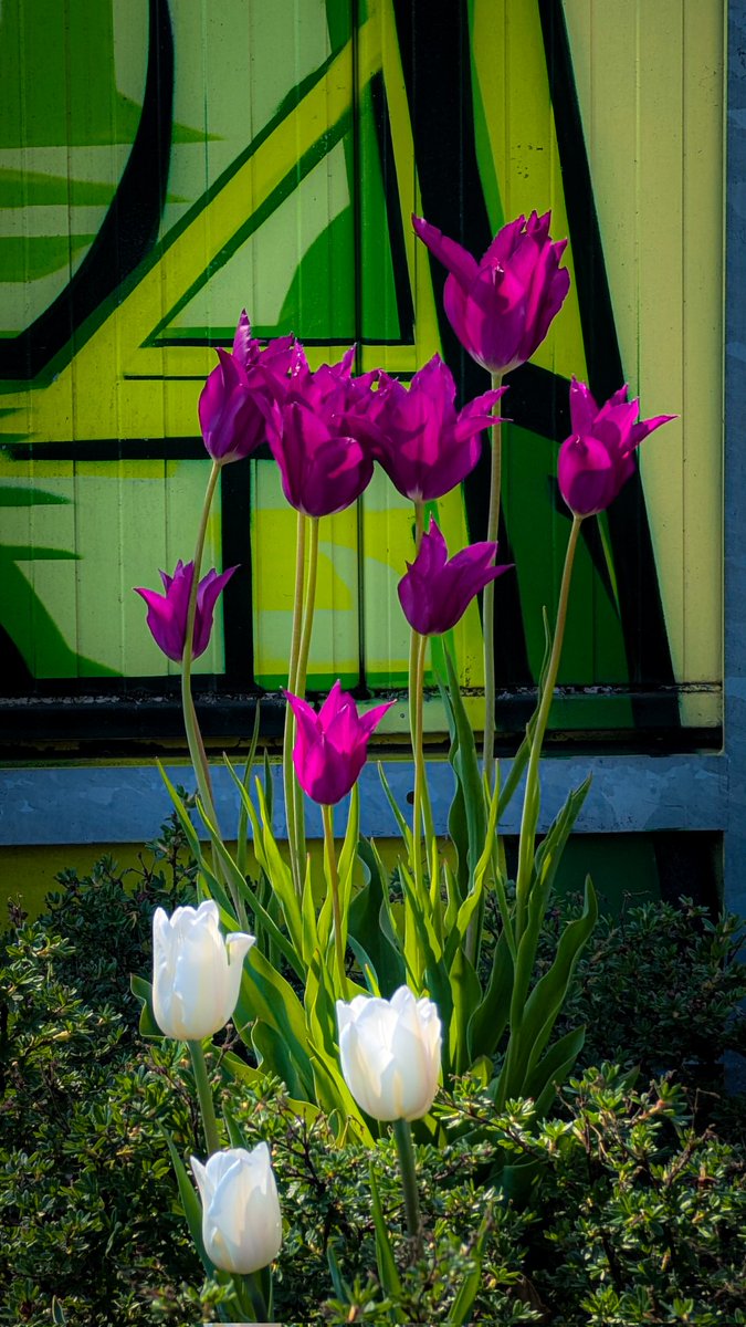 City tulips 🌷
#tulip #flower #photography