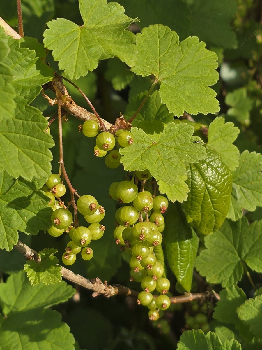 katerina7711's tweet photo. Everything is growing so fast at the #allotment #softfruits #gooseberries #redcurrants #figs #spring #gardening #growyourown 🌱🌱🌱 https://t.co/WJtbLcrlxl