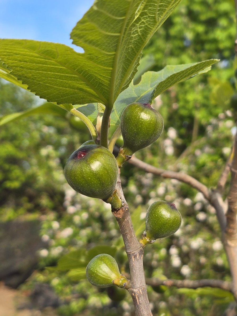 katerina7711's tweet photo. Everything is growing so fast at the #allotment #softfruits #gooseberries #redcurrants #figs #spring #gardening #growyourown 🌱🌱🌱 https://t.co/WJtbLcrlxl