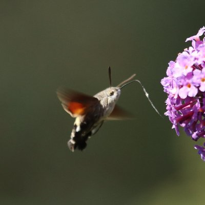 Kemkerr's tweet photo. @volcaholic1 Taken in my garden  ( southern UK) last summer they are wonderful and love my Budlejia davidii https://t.co/Me16u40qW5