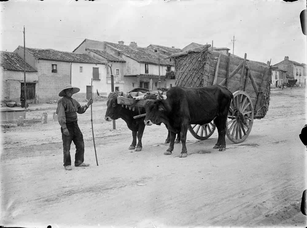 Campo Amarillo 🌾 tweet media