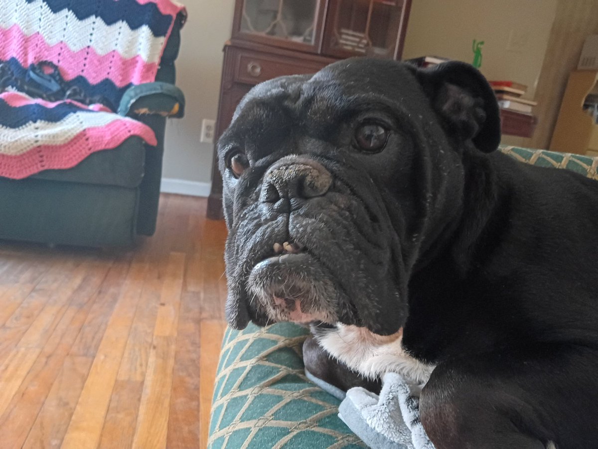 Matthew65413855's tweet image. #dog