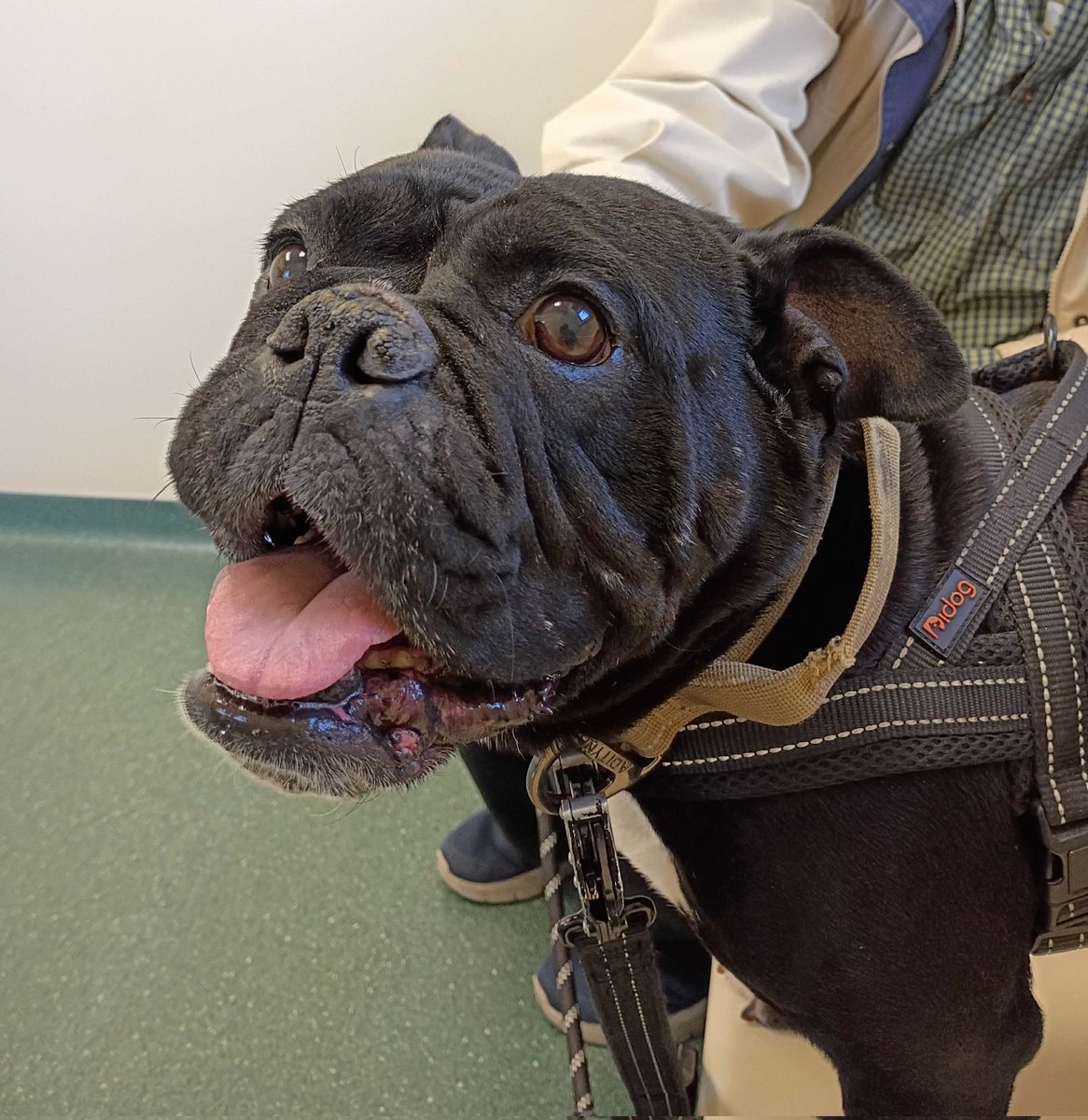 Matthew65413855's tweet image. #dog