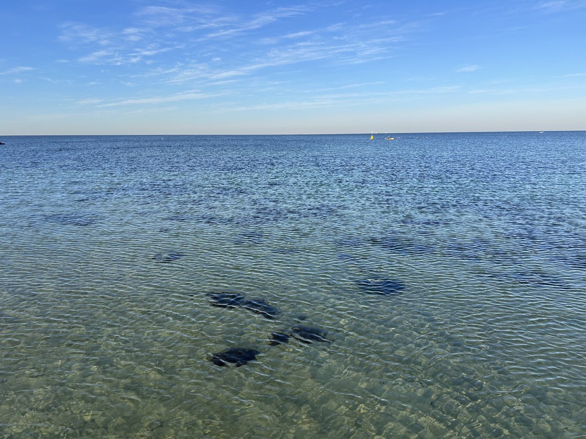 jess_marnich's tweet image. ¡Buenos días! A wonderfully start on a stunning day. Nature’s resilience is truly inspiring to be submerged in. 
#SelfCare
#MelbsWest 
#PortPhillipBay