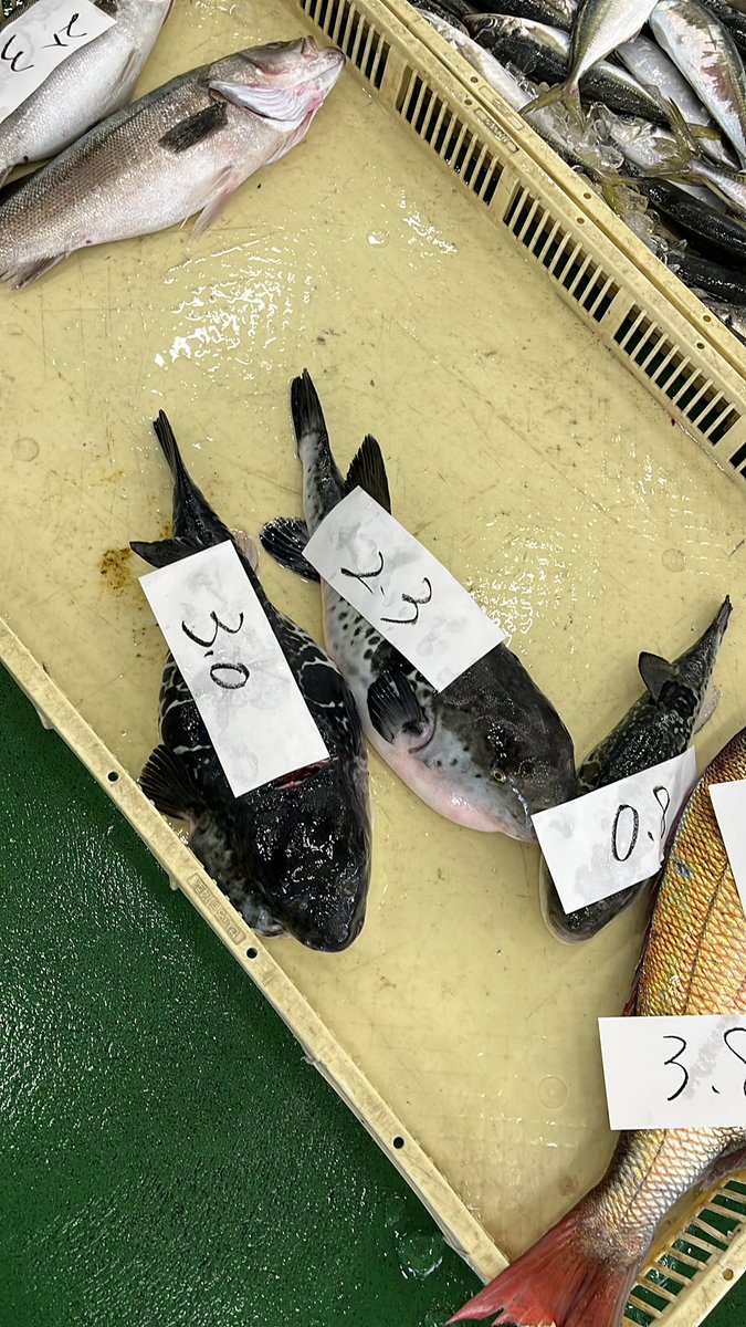 石川県のお魚 tweet media