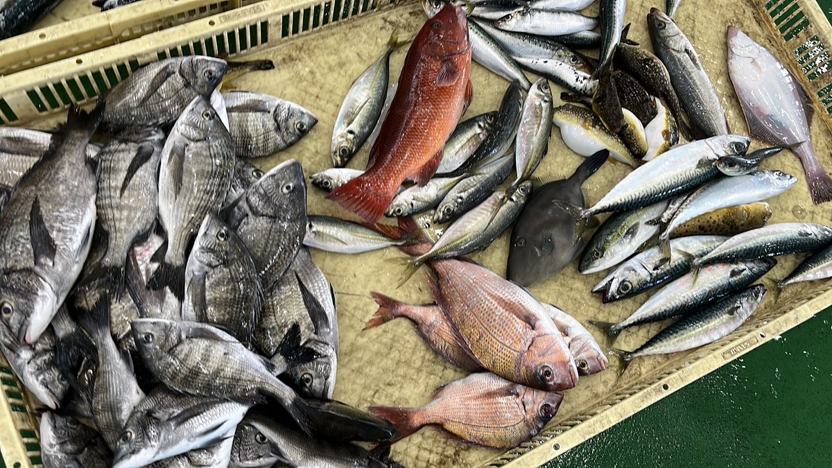 石川県のお魚 tweet media