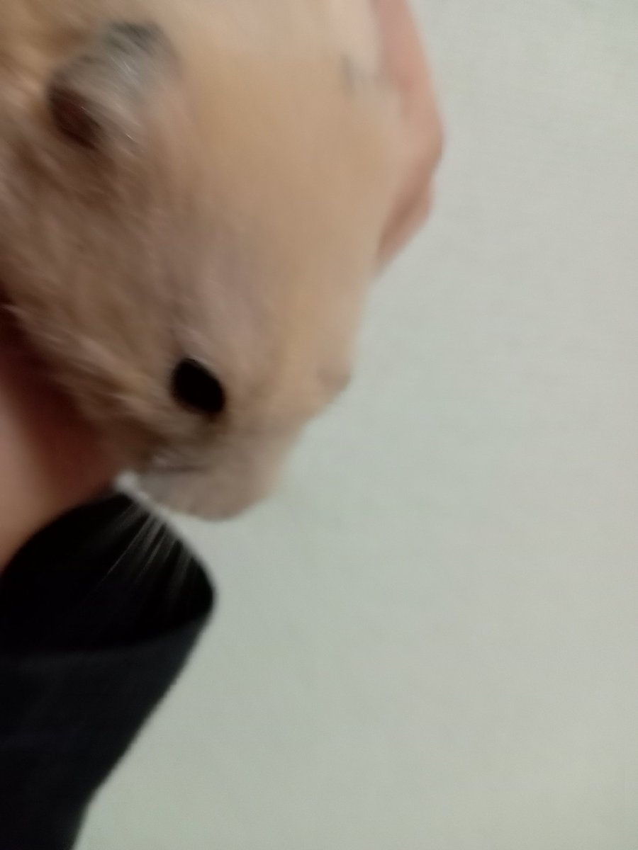 のぶみち🐣💙 tweet media