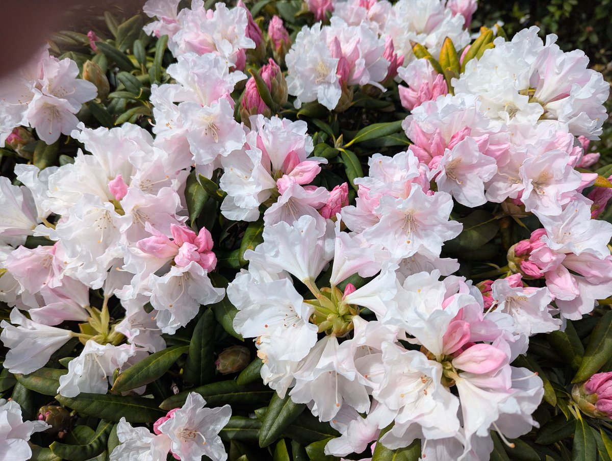 Barron Beaux Arts 😻 ✨🎉🎵🌈🍒 tweet media