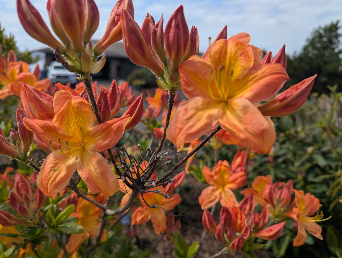 Barron Beaux Arts 😻 ✨🎉🎵🌈🍒 tweet media