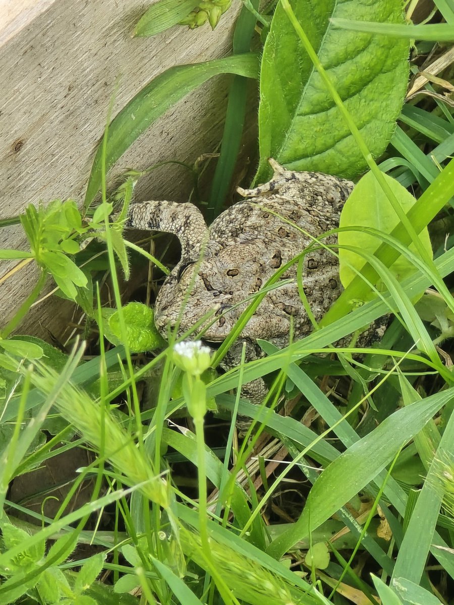 Johnnypatriot26's tweet image. Its frog season. 

I have paid the frogs as security for my tomatoes &amp;amp; trees and they are on duty 🤣 #Frogs #Summervibes