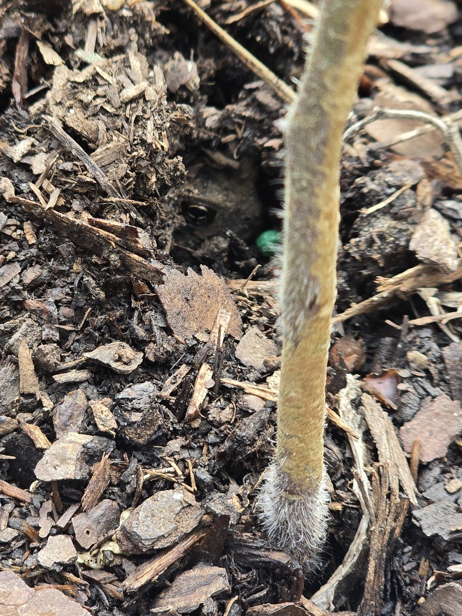 Johnnypatriot26's tweet image. Its frog season. 

I have paid the frogs as security for my tomatoes &amp;amp; trees and they are on duty 🤣 #Frogs #Summervibes