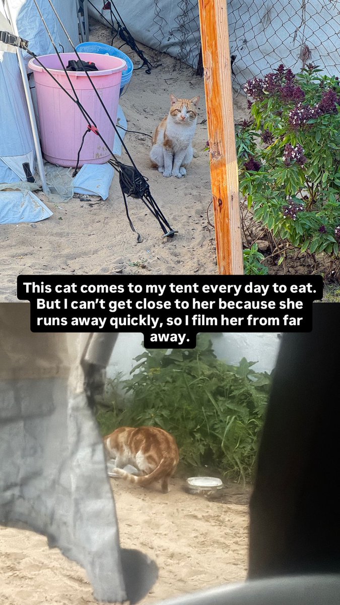 MOHAMMED𓂆 tweet media