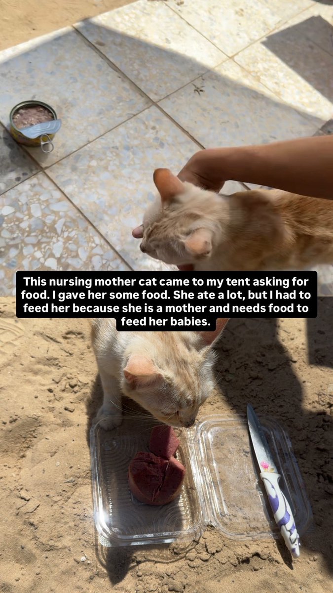 MOHAMMED𓂆 tweet media