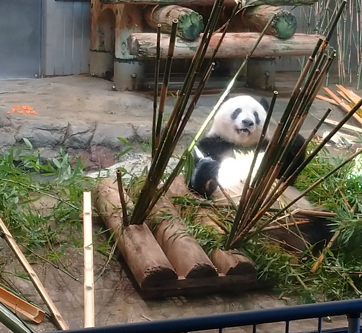 シャンシャン様♡の２歳シャンちゃん♡シャオたんレイたんBirthdayふるせっと シャンちゃん！！！うしろっ！！！🐼Σ(ﾟ∀ﾟﾉ)ﾉｷｬｰ #シャンシャン #1日