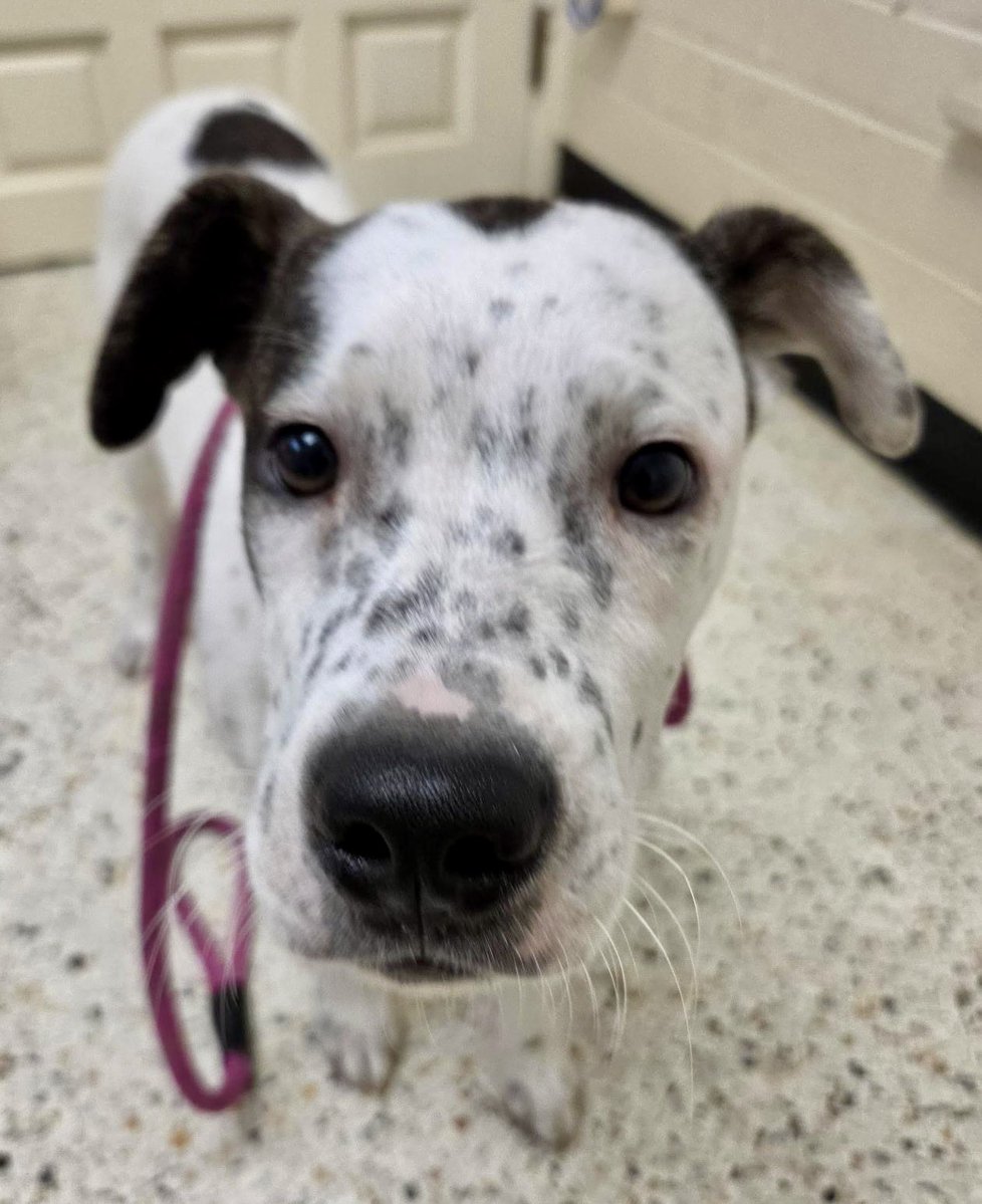 Donna Lac tweet media