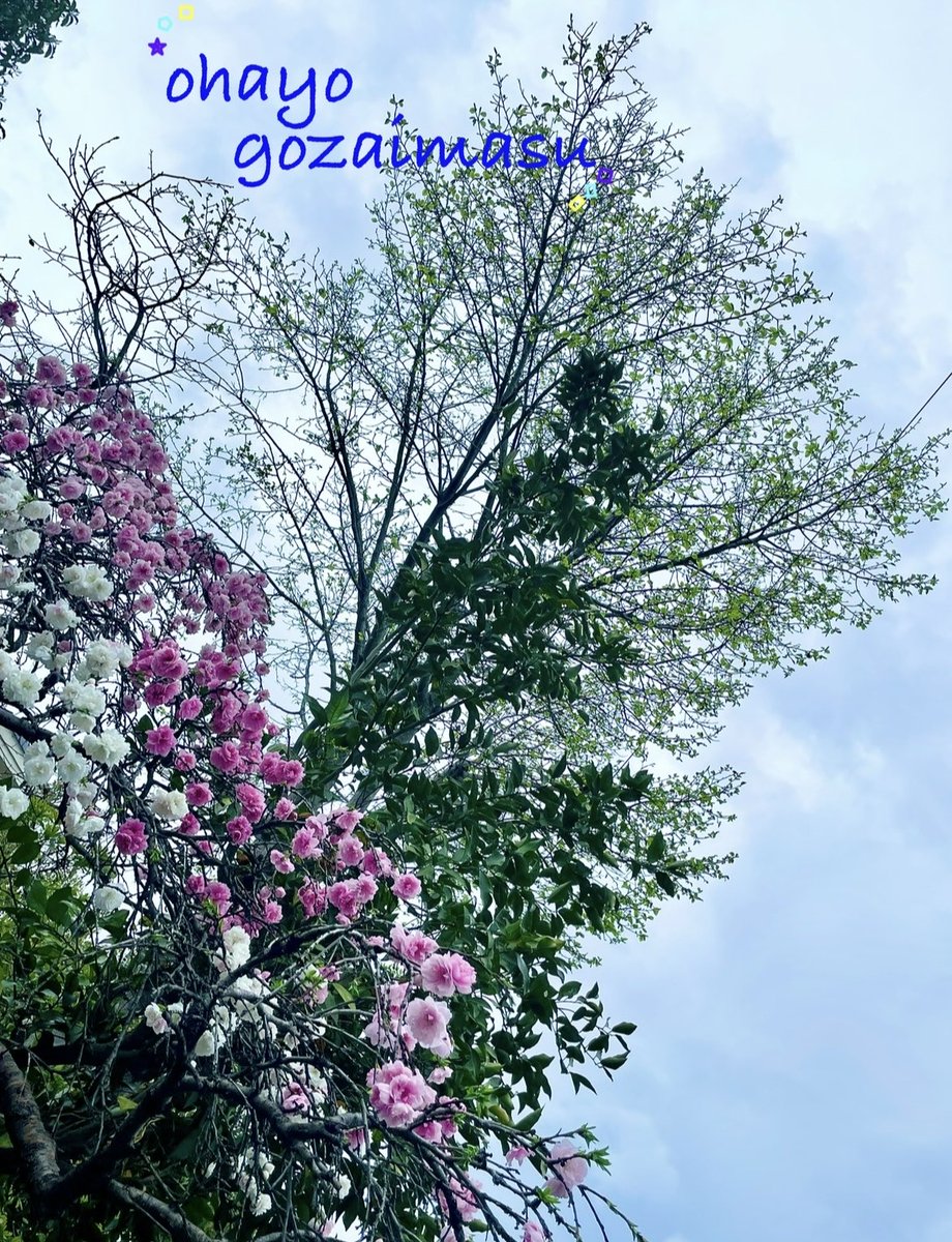 チ–ハ tweet media