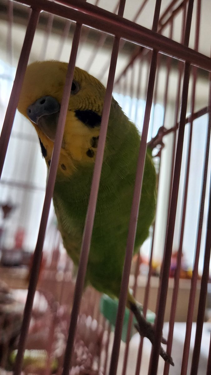 びよ～んな朝 よいいちにちを #インコ #セキセイインコ #鳥 #バード