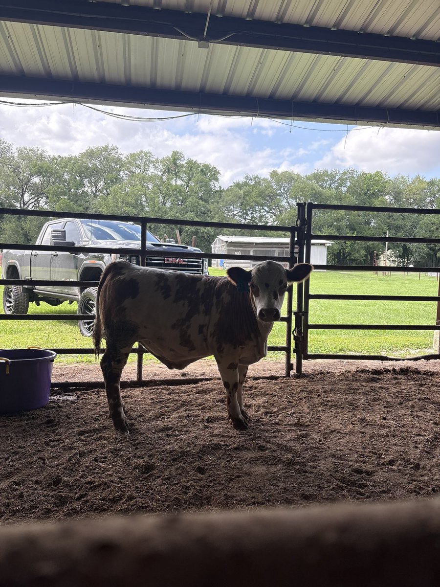 spring_ffa's tweet photo. Only a week off and the Spring barn has tenants again!! Welcome our 2027 steers!! https://t.co/6fOVT836oe